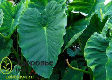 Колоказия съедобная