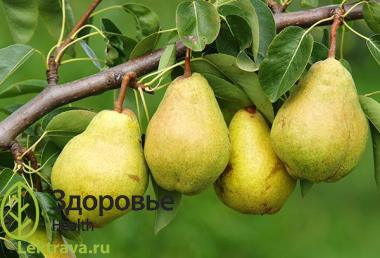 Древесное растение с мощной корневой системой и густой кроной. Родоначальник культурных сортов, широко выращиваемых по всему земному шару как ценное плодовое растение. Плоды имеют важное пищевое и лечебное значение, обладают тонизирующим, укрепляющим, противовоспалительным, антибактериальным, вяжущим свойствами.
Груша обыкновенная