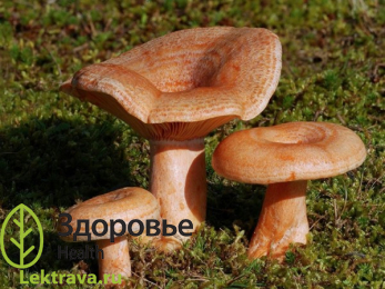 Рыжик настоящий