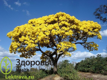 Табебуйя