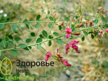 Верблюжья колючка