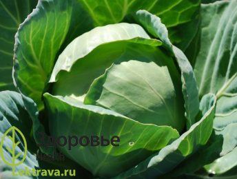 Двулетнее травянистое растение. Как ценная овощная и кормовая культура широко выращивается на всех континентах, в том числе и в тропических странах. Обладает полезными лечебными свойствами - противоязвенным, противовоспалительным, отхаркивающим, глистогонным и др.
Капуста огородная