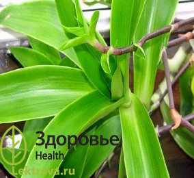 Каллизия душистая