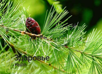 Син.: листвяк. <br> <br> Хвойное листопадное дерево. Ценное лекарственное растение, обладает хорошо выраженными лечебными свойствами: антимикробным, обволакивающим, противовирусным, успокаивающим, противоцинготным. <br> Лиственница сибирская