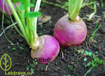 Брюква