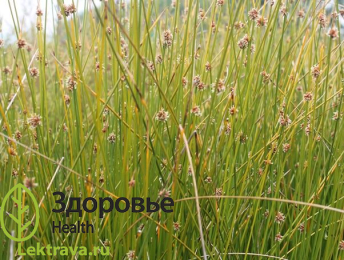Ситник развесистый