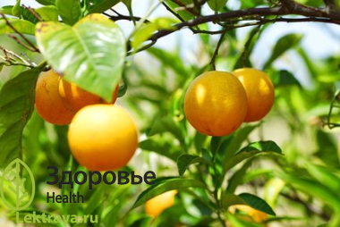 Апельсины используют в кулинарии, в косметологии, в ландшафтном дизайне, но еще они способны помогать человеку в лечении многих болезней. Яркий фрукт поможет восстановить иммунную систему, насытить организм витаминами, улучшить самочувствие. Апельсин сладкий