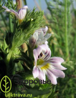 Очанка лекарственная