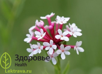 Син.: александрийский лист, спички, колпачки, слабительный корень. Стеллера карликовая – травянистое многолетнее растение с многочисленными стеблями и мощным, толстым, ветвистым корнем и мелкими белыми цветками, собранными в густое соцветие. Стеллера обладает выраженным слабительным действием, противоглистными и противовоспалительными, мочегонными и антисептическими свойствами.
Стеллера карликовая