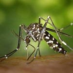 Растительные средства от комаров 