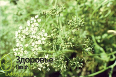 Анис обыкновенный 