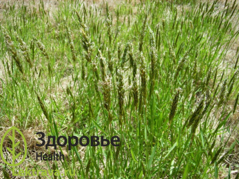 Пахучеколосник обыкновенный