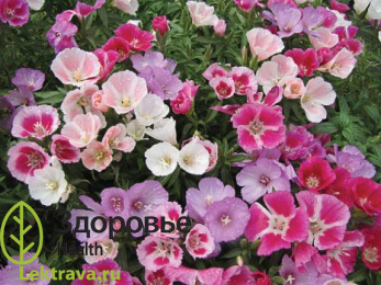 Годеция